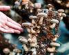 a study reveals the potential of waste in mushroom production!