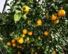 After the floods in Spain, towards a shortage of citrus fruits in France?