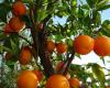 After the floods in Spain, the risk of a shortage of clementines and oranges in France