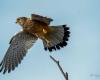 Police rescue a protected bird during a search of a house in Orne