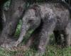 Critically Endangered | Rare birth of a Sumatran elephant in Indonesia