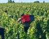 Two Moroccans convicted of human trafficking in vineyards