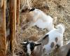 Prison closed for the three men who stole and slaughtered a goat in Rennes