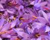 rare and expensive, saffron is suffering this year from difficult climatic conditions