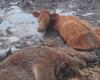 Their impossible rescue, 35 wild cattle slaughtered in the marshes of Loire-Atlantique