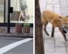 A fox seen in downtown Montreal makes the web react