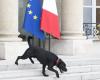 Emmanuel Macron welcomes two new dogs to the Elysée, what did he call them?