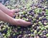 Tunisia: Expectations of improved olive oil production and competitive prices for the new season