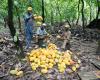 The postponement of the European law on deforestation worries major chocolate producers, including Nestlé