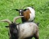 In Rennes, three men convicted of stealing and cutting up a goat belonging to the ecomuseum