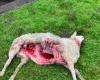 Wolf in gironde: Visibly the animal is settling in and the attacks are increasing