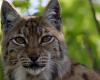 50 years ago, the boreal lynx was reintroduced in Switzerland, in the heart of Creux-du-Van (NE) – rts.ch