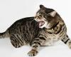 Tiger cat syndrome: understanding and managing this disorder