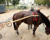 “No play, no racing, no work”: horse racing professionals in Tarn-et-Garonne worried about their fate