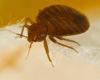 Bedbugs reported in federal buildings in Gatineau