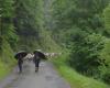 Cocumont filmmaker Bernard Lataste pays tribute to the heritage of the Aure shepherds