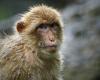 Dozens of monkeys escape from a research center, “no risk to health” assures the police