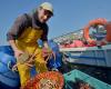 What is Spider, a study to understand the proliferation of sea spiders on our coasts?