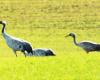 Hundreds of common cranes above Haute-Marne