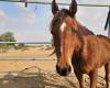 Isère. Horse dies when hit by car