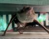 Thanks to the blood they drink, vampire bats can run for more than an hour