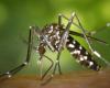 When silence kills love: how deafening mosquitoes can stop epidemics