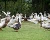 Despite vaccination, a first declared outbreak of avian flu in the Landes – Angers Info