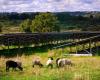 Allocation of agricultural land: these three cases which are shaking up the countryside in Corrèze