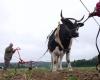 VIDEO – Cattle traction in France: rebirth of an ancestral agricultural practice