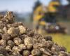 In the midst of transition, Swiss beet growers expect a mixed harvest this year