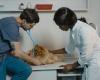 Is sterilization dangerous for the dog's health?