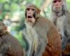 police track 40 monkeys who escaped from research center