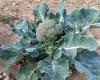 The mildness of autumn impacts cabbage and broccoli crops in Vaucluse