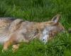 Is he dead or injured? A wolf not found in Switzerland near Mont Tendre after regulation shooting