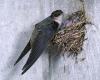 A colony of chimney swifts takes a real estate project hostage in Magog