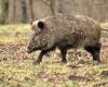 A 52-year-old hunter injured after a wild boar charge