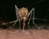 new case of West Nile in Gironde