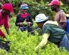 Haiti – Agriculture: The DR seeks a solution to illegal Haitian agricultural workers