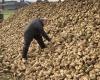 Average to good sugar beet harvest