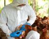 Avian flu: high risk, French farms once again threatened