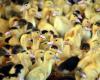 The risk of avian flu raised from “moderate” to “high” in France