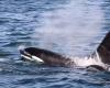 Pollutants harm the reproduction of orcas in the Atlantic, according to a study