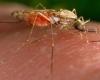 Sudan: first vaccination campaign to protect children from malaria