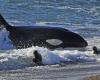 Pollutants harm orca reproduction