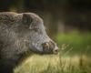 New accident in the Ardennes: A hunter hospitalized after charging a wild boar