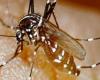 Chikungunya: 3 new confirmed cases including 2 in Saint-Gilles – LINFO.re