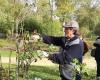 Maine-et-Loire. Nearly 800 varieties of rose bushes for sale and pruning workshops this weekend