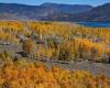 Pando, a forest made up of a single tree, one of the oldest living things on Earth