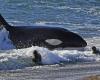 A study shows that pollutants harm the reproduction of orcas