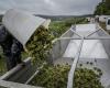 The weather weighed down the harvest in France, falling by 23%